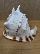 Giant Queen Horned Helmet Conch Sea Shell Large picture