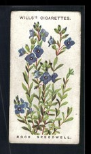 1913 Wills's Alpine Flowers #40 Rock Speedwell picture