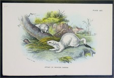 1890 Lloyds Natural History Antique Print - Stoat in Winter Dress picture