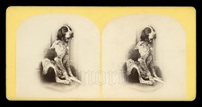 Beautiful 1800s Stereoview Photo of an ENGLISH POINTER Dog Antique Vintage picture