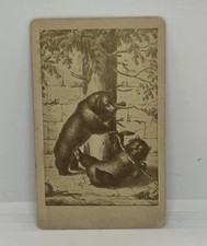 Antique CDV Bern Barengraben Bear Pit Switzerland Souvenir Photo Card 1870s Vtg picture