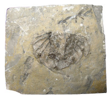 Silurian Rochester Shale trilobite fossil Dicranopeltis nereus lichid pygidia #1 picture
