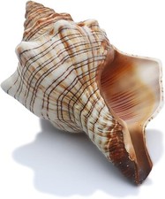 02 Large Striped Fox Seashell Conch Natural Shell Rare Real Beach Home Deco 5