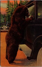 Old Faithful Bear Yellowstone National Park Vintage Postcard 5P18-24 picture