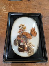 Butterfly Shadowbox Massive Vintage Vibes 7x5 picture