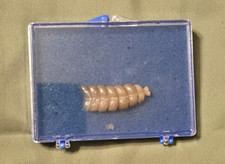 Very Nice Genuine Southern Diamondback Rattlesnake Rattle 1.5 inches picture