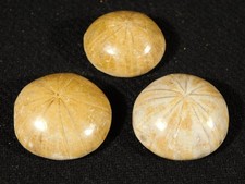 Lot of THREE Small Polished 150 Million Year Old SAND DOLLAR Fossils 4.79 picture