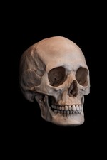 Female Human Skull Replica Life Size Adult Anatomy Premium Resin AUS Made picture