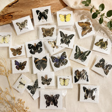 30Pcs Real Butterfly Specimen Collection Assorted Species Nature Art Display picture