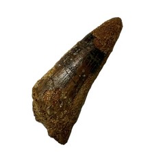 Real Spinosaurus Tooth (5.2cm) Cretaceous, Guaranteed Authentic, Root And Enamel picture