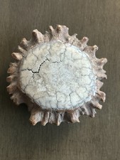 OLD Antler Crown Burr Rosette Belt Buckle Old Wyoming USA picture