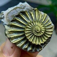 36G Natural Chalcopyrite Tentacle Ammonite Specimen Shell  Quartz Healing picture