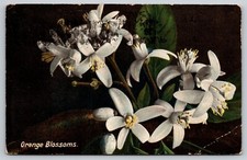 Postcard Flowers Florida Orange Blossoms c1908 36U picture