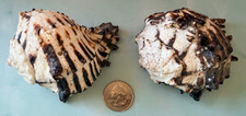 HEXAPLEX RADIX MUREX Natural Genuine Sea Shell 3.5
