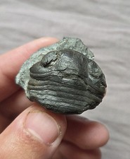 Rare Cool Nileus Armadillo Trilobite Fossil Arthropod From Sweden Ordovician  picture