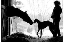 Meeting of the Racers greyhound signed large 16x20 archival photograph picture