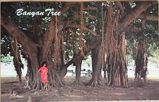 Lahaina Maui Hawaii Banyan Tree Postcard c1960 picture
