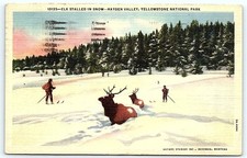 1951 Yellowstone NP Elk in Snow Curteich Postcard picture