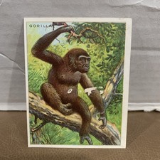 Vintage Hassan Tobacco Cigarette Animal Series Cards - Gorilla- 1910 picture