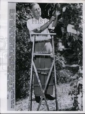 1955 Press Photo Rural Mail Carrier Ross Allen Picks Tomatoes From His Yard Vine picture