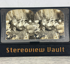 Keystone P37 Vegetable & Grain Display, State Fair Pueblo CO c.1910s picture