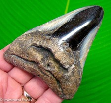 Megalodon Shark Tooth 4.29” Real Fossil  NO Restorations XL BIG Sharks Teeth picture