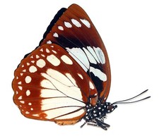 LEPIDOPTERA, NYMPHALIDAE, EUXANTHE MADAGASCARENSIS female from MADAGASCAR picture