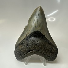 Megalodon Shark Tooth 4.41 Inch - Amazing - Authentic Fossil - Natural 20470 picture