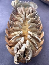 Rare Deep Sea Bathynomus isopod taxidermy, Cleaned & Filled picture