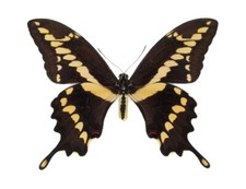 Papilio cresphontes RECTO giant swallowtail yellow black butterfly UNMOUNTED AZ picture