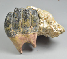 Museum Quality Desmostylus Tooth, Molar Fossil, California picture