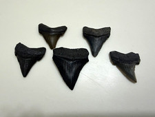 Lot of 5 Summerville Angustidens shark teeth. 1-1.2 inches picture