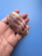 75.2mm | Conus Tulipa|BIG size | Nice shell picture