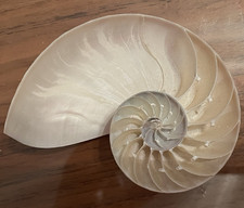 Nautilus Shell Half Section Cutaway Cross Section Display Specimen Approx 4 in picture