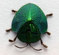 TS3- 537 Chrysomelidae picture