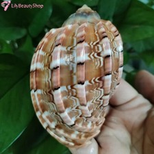 Large Natural Major Harp Hermit Crab Turbo Conch Seashell Rare Real 3-3.5 Inch picture