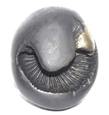 Hayagriva Shaligram - Lakshmi Hygrive Salagram - Gandaki River Nepal picture