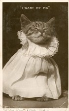 1907 Cat Kitten RPPC Postcard Antique Anthropomorphic 'I want my Ma' Adorable picture