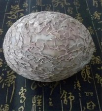 Segnosaur Dinosaur Egg Fossilized Crystallized Fossil Jurassic Cretaceous World picture