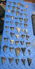 lot of 50 shark teeth fossils  picture