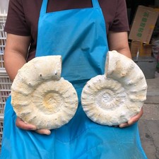 2pcs 7.52LB Natural Beautiful Ammonite Fossil Conch Crystal Specimen Healing picture