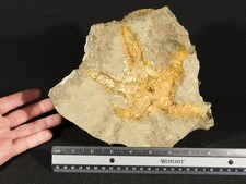 HUGE 440 Million Year OLD STARFISH Fossil Ordovician Morocco 2323gr picture