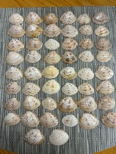 50 Calico Clam SEASHELLS sizes vary 1
