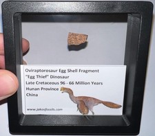 FRAMED OVIRAPTOR Type Dinosaur Fossil Egg Fragment Lot .5 IN One per Order picture