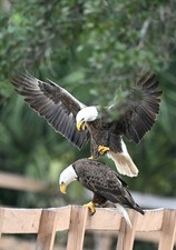 photograph of two American bald eagles mating (13x19 print) picture