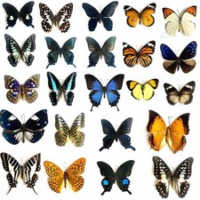 20pcsnatural Real Butterflies Specimen Butterfly species with no duplicates ​ picture