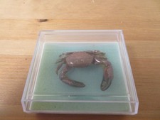 Vintage 2000s Dried Preserved Dark Red South China Sea Crab With Brown Claws picture