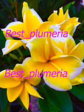 Plumeria Seeds/Flowers/ GoldenAngel /Fresh 100 seeds picture
