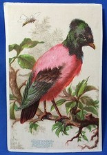 c 1900 Maison Demorest  SEWING Patterns BIRD BEE Advertisng Victorian Trade Card picture