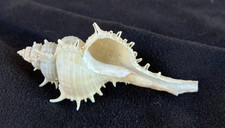 Muricidae Chicoreus Haustellum Bobyini 61.9mm Cebu, Philippines +++ picture